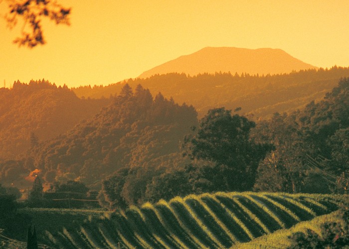 More California vineyard recommendations