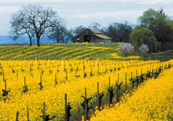 Vintage Sonoma uncorked for weekend travelers