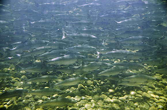Campbell River, British Columbia, Canada: Salmon
