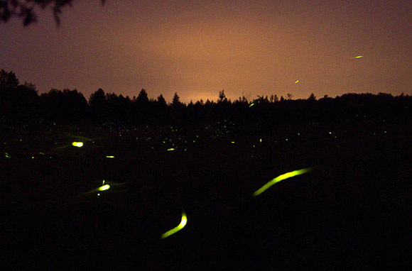 Synchronous Fireflies, Near Gatlinburg, Tennessee