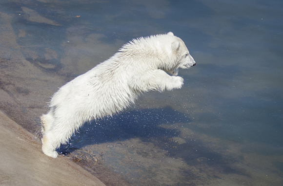 Polar Bear, Ranua Wildlife Park, Finland