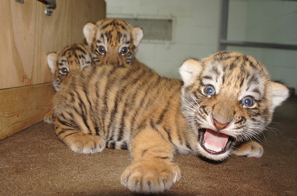 Tigers, Peoria Zoo, Illinois