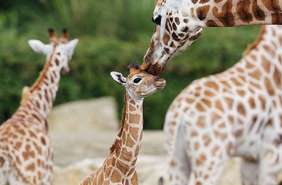 Giraffe, Dublin Zoo, Ireland