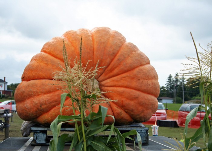 Best Places to See the World’s Biggest Pumpkins