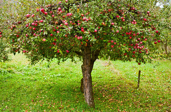 Apple-Tree Rental, Michigan
