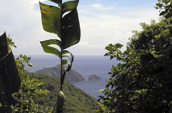 Tobago Rainforest Reserve, Trinidad & Tobago