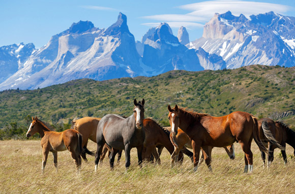 Horseback Riding in Wild Patagonia
