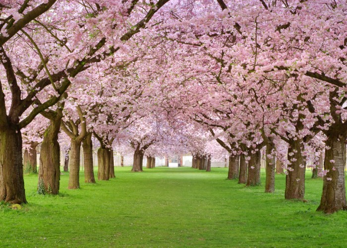 Cherry Blossom Festivals Greet Spring