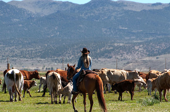 California: Go On A Cattle Drive