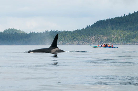 Kayak with Orcas in British Columbia