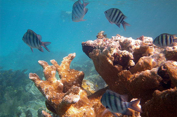 Underwater Reef Trail, U.S. Virgin Islands