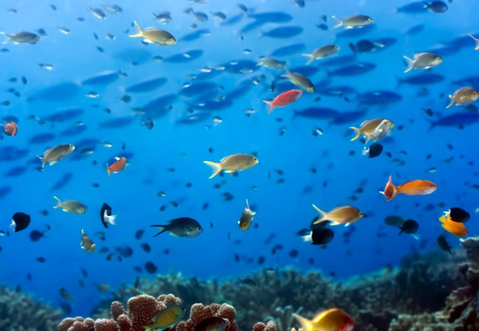 Daily Daydream: Buck Island Reef, U.S. Virgin Islands