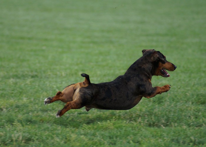 Dachshund Escapes Flight, Causes Hour-Long Tarmac Chase at Newark