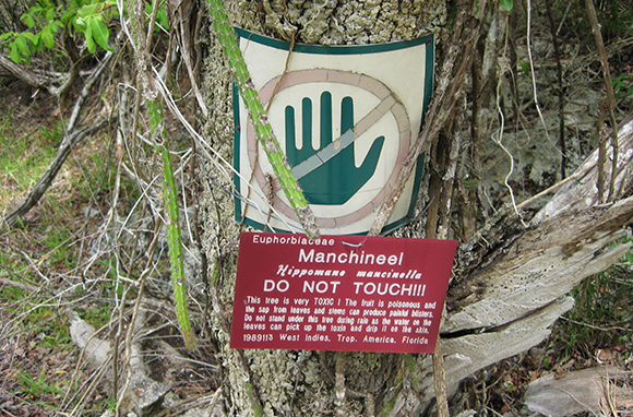 Poisonous Manchineel Trees