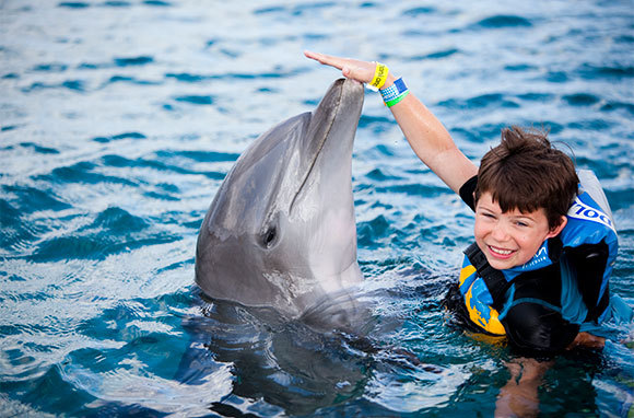 Play And Swim With Dolphins