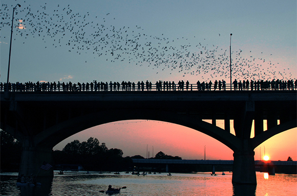 Congress Avenue Bridge Bat Tour, Austin, Texas