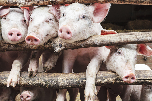 Are Pigs Treated Better Than Coach Passengers?