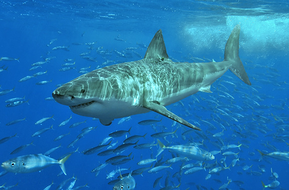 Fear of Sharks: Guadalupe Island, Mexico