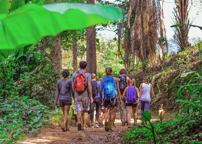 group of tourists walking through rainforest
