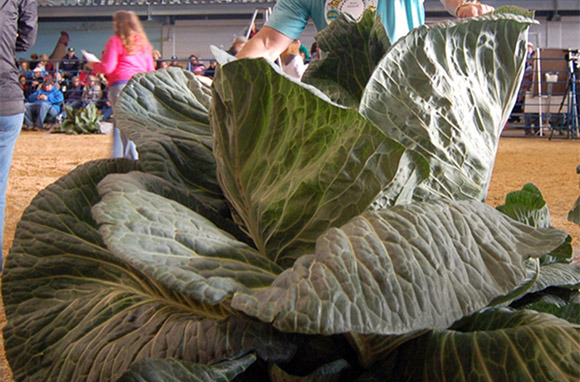 Giant Vegetables in the Mat-Su Valley
