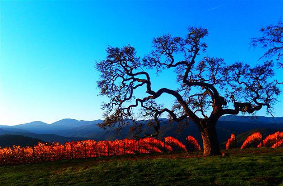 Monterey Wine Country, California