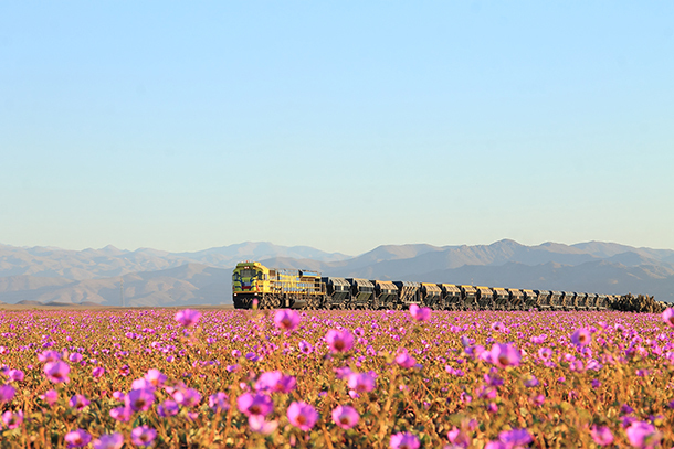 Why Are Flowers Blooming in the Driest Desert on Earth?