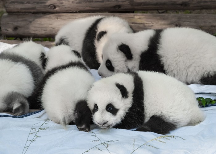 The Top 7 Places to Hang Out With Baby Pandas