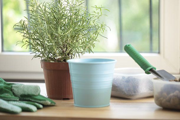 Keep Your Houseplants Alive When You’re Traveling