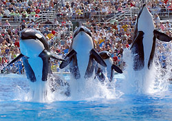 SeaWorld’s Killer Whale Program to End – Can Zoos Survive?