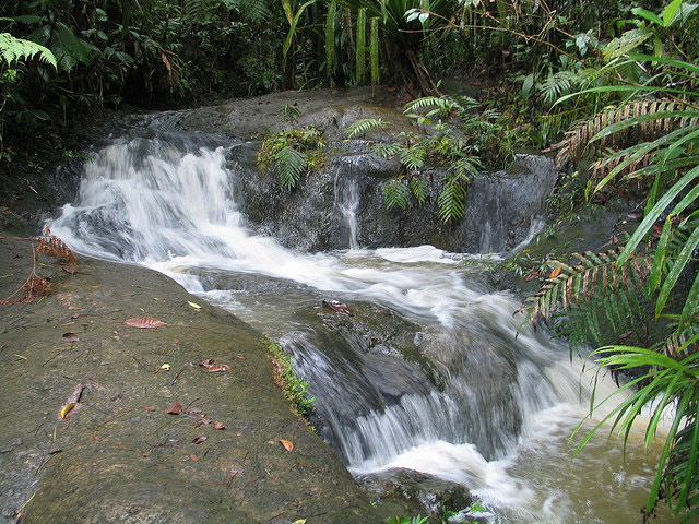 Daily Daydream: Colo-i-Suva Forest Park, Fiji
