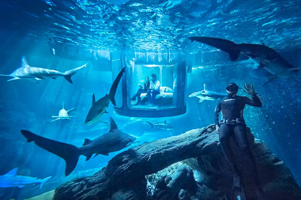 Airbnb Wants You to Sleep in a Shark Tank for a Night