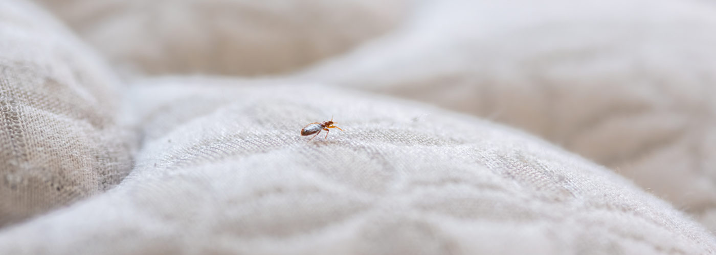 Bedbug on mattress