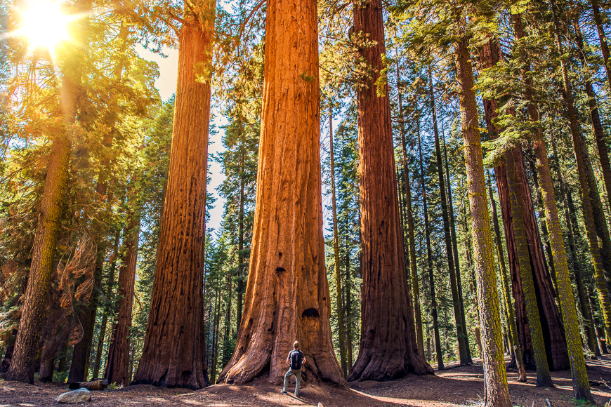 Sequoia vs man. giant sequoias forest and the tourist with backpack looking up