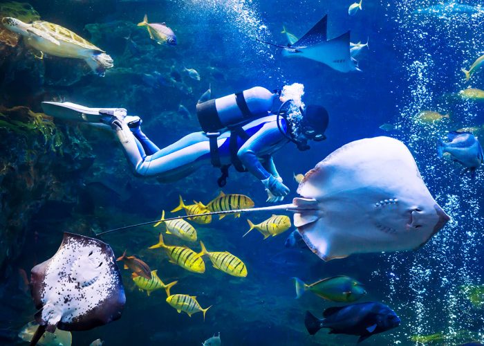 What It’s Like to Dive with Sharks at Australia’s Manly Sea Life Sanctuary