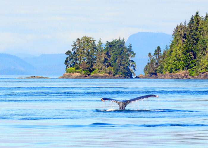 whale in Vancover, Canada, for story on whale and dolphin activities.