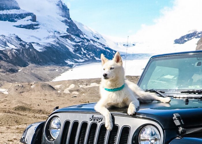 8 Things You Need for a Road Trip with Your Pet