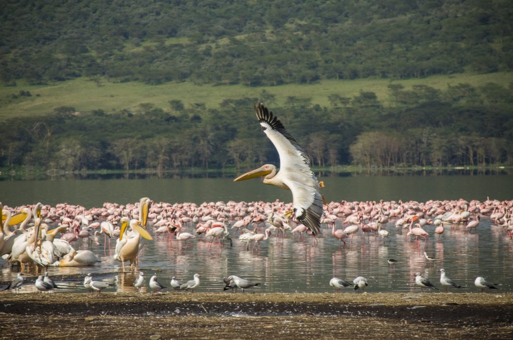 kenya-amboseli-national-park-great-white-pelican-flamingos-dsc0382-lg-rgb