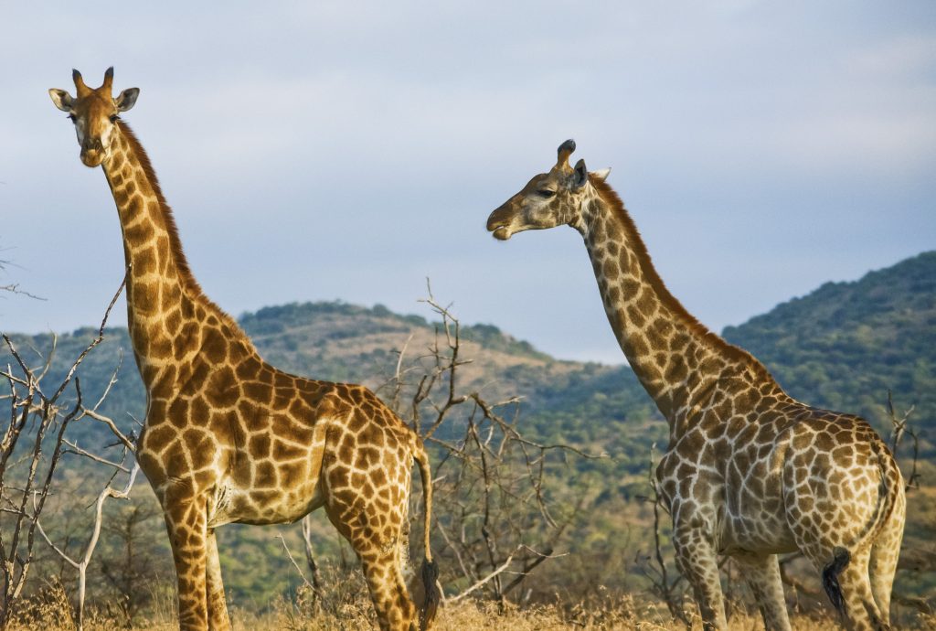 kenya-amboseli-national-park-safari-giraffes-dsc1071-lg-rgb