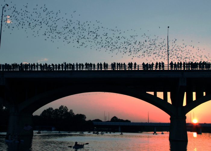 best things to do in austin see bats