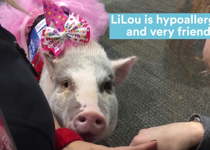 Meet LiLou: SFO’s Comfort Pig (Video)