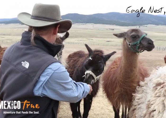 Wild Earth Llama Adventures – A New Mexico True Experience