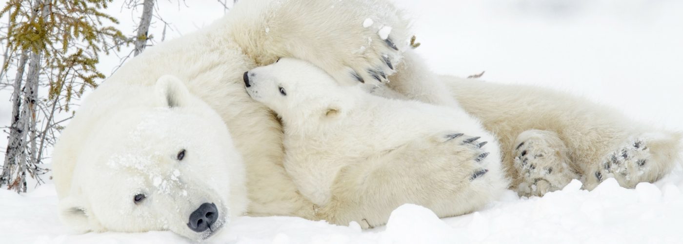 Polar bears in Manitoba Canada.
