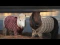 Shetland Ponies in Cardigans – VisitScotland