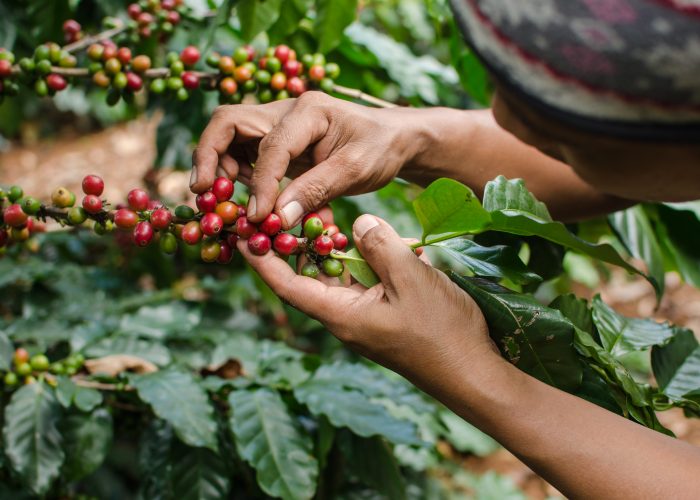 Coffee Plantations Puerto Rico