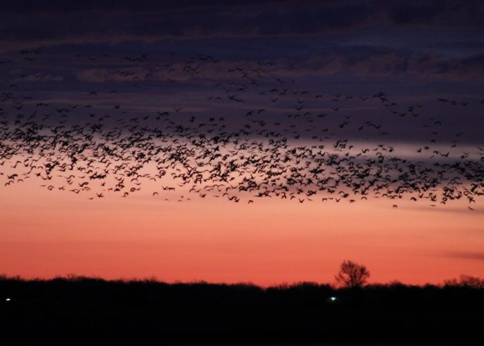 Sandhill Crane migration at sunset over Kearny, Nebraska