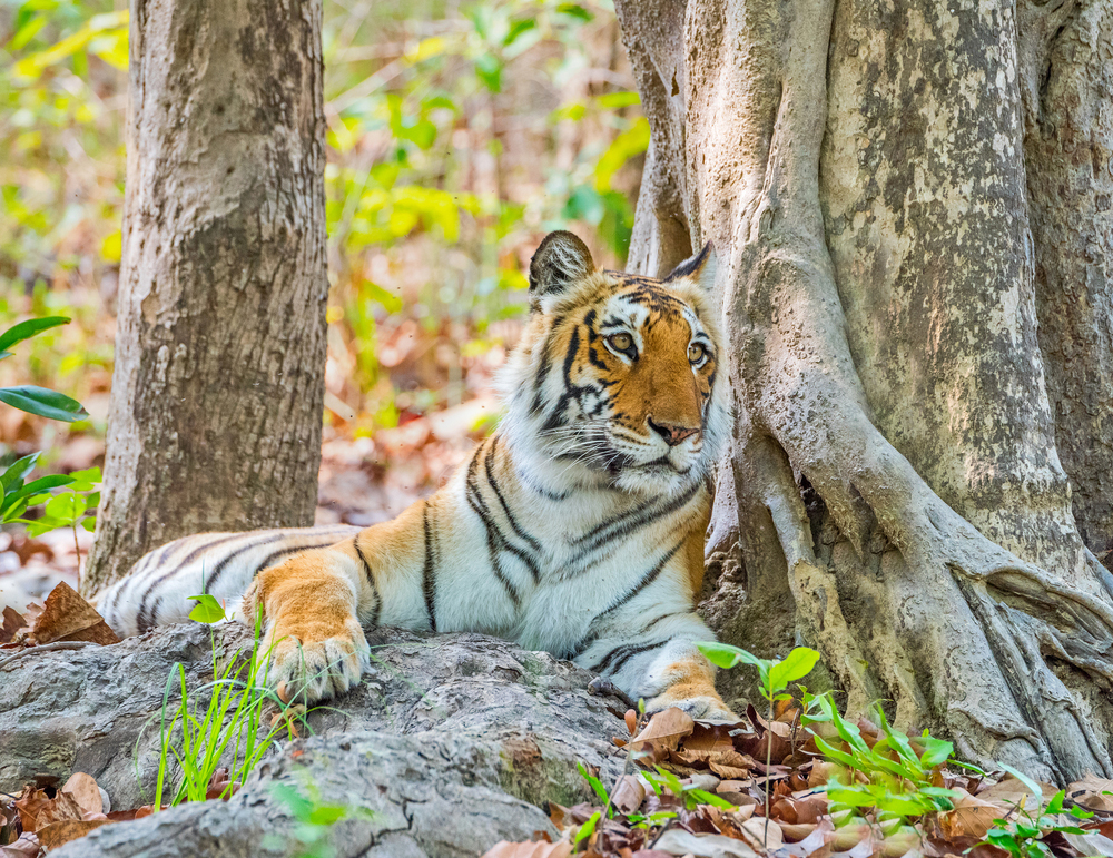 tiger at jim corbett national park