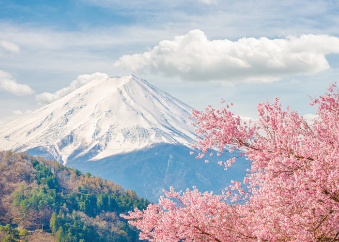 Mount Fuji with cherry blossoms in the foreground