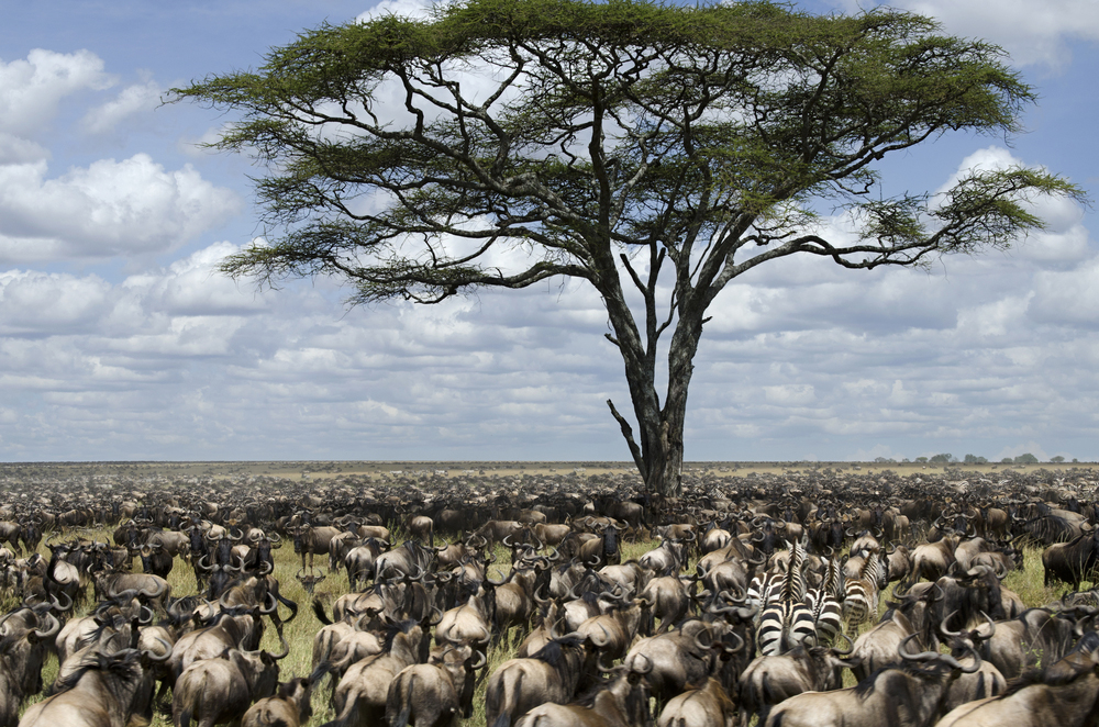 tree and animals at serengeti national park