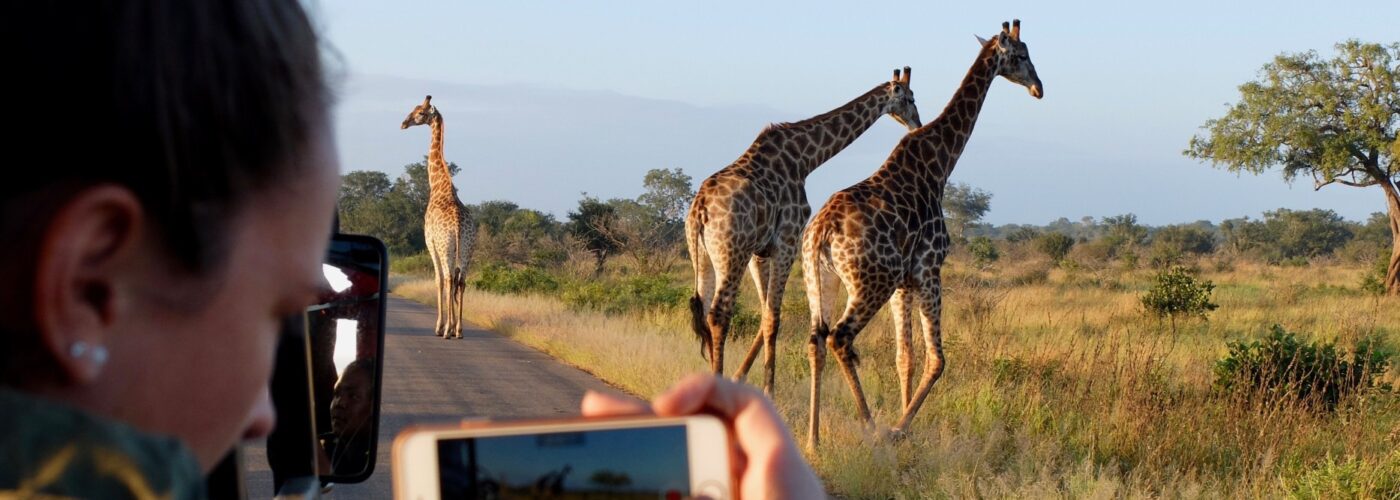 woman taking photo of giraffe out of a safari vehicle.