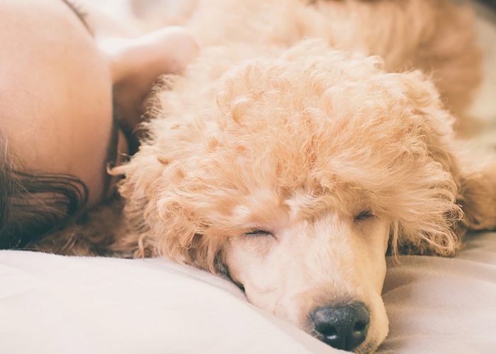 11 Pet-Friendly Hotels Your Dog (and You) Will Love